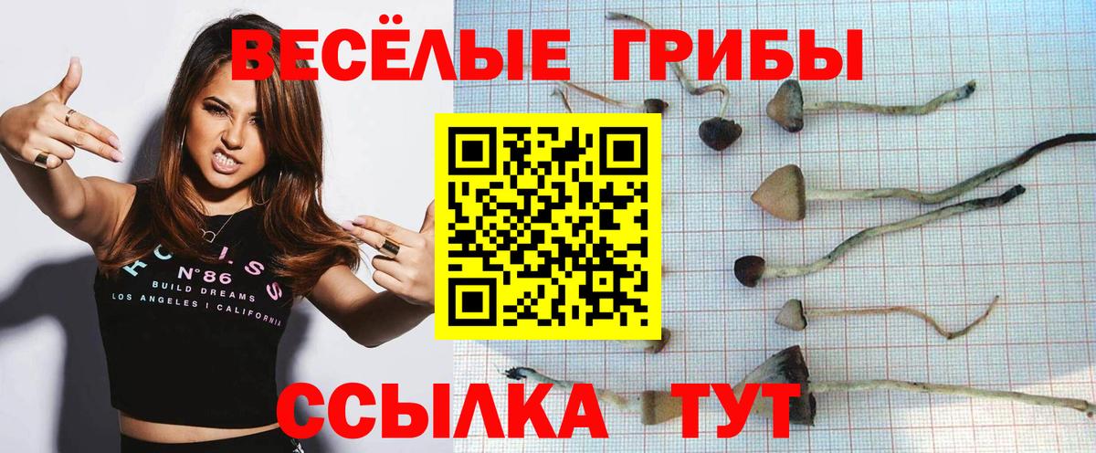 Долгопрудный  где продают наркотики  Вход с VPN  Псилоцибиновые грибы Cubensis 